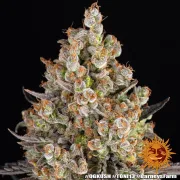 OG Kush
