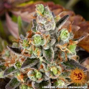 OG Kush