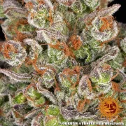 OG Kush