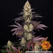 OG Kush