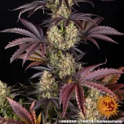 OG Kush