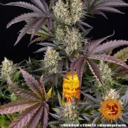 OG Kush