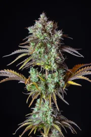 Big Bud Auto