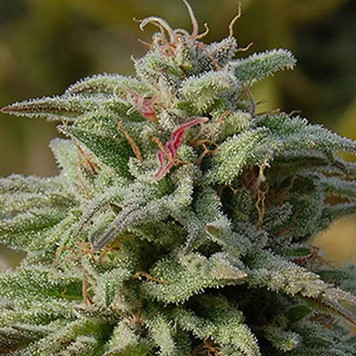 Trippy Gorilla Auto – Bighead Seeds – Autoflowering
