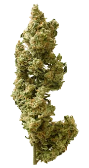 Berry Bomb Auto – Bomb Seeds – Autoflowering