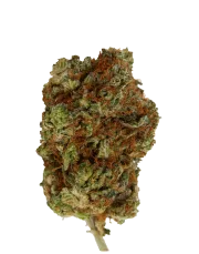 Big Bomb – Bomb Seeds – Regular