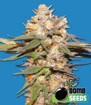 Big Bomb Auto – Bomb Seeds – Autoflowering