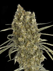 Auto Jack Herer – Advanced Seeds – Autoflowering