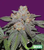 Cherry Bomb Auto – Bomb Seeds – Autoflowering
