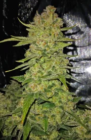 Papaya Cookies Auto