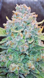 Papaya Cookies Auto