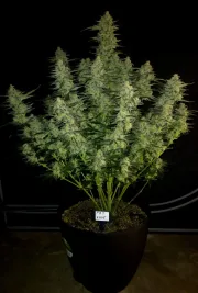 Papaya Cookies Auto