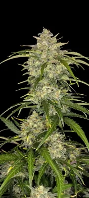 Sour Jealousy Auto