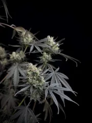Pound Cake Auto