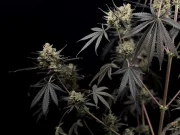 Pound Cake Auto