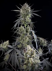 Pound Cake Auto