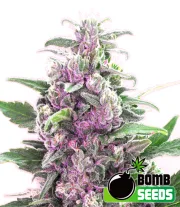 THC Bomb – Bomb Seeds – Regular