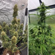Auto Candy Bubatz XL