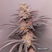 Blue Zushi