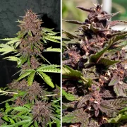 CBD Auto Blackberry Kush