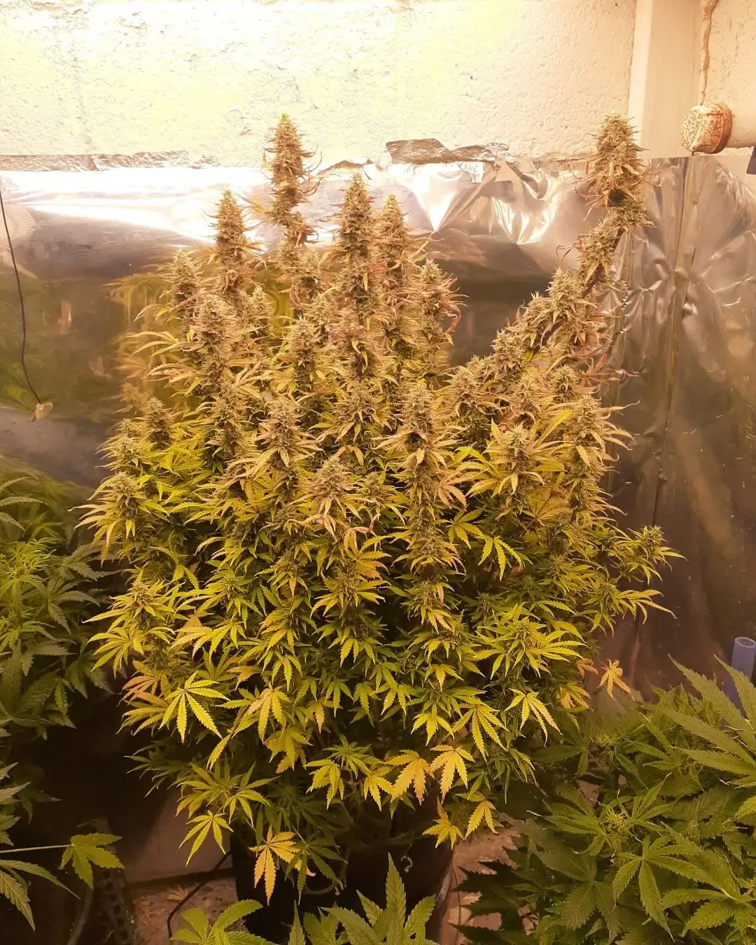 Acapulco Gold Auto – Auto Seeds – Autoflowering