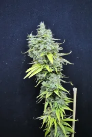 CBD Skunk Haze – CBD Crew – Feminized