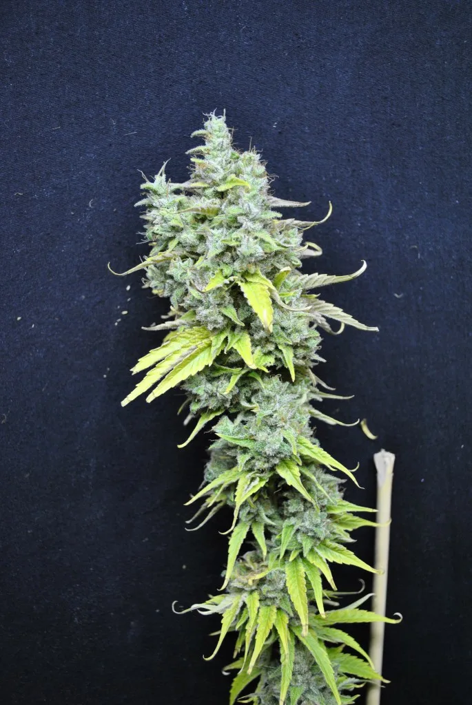 CBD Skunk Haze – CBD Crew – Feminized