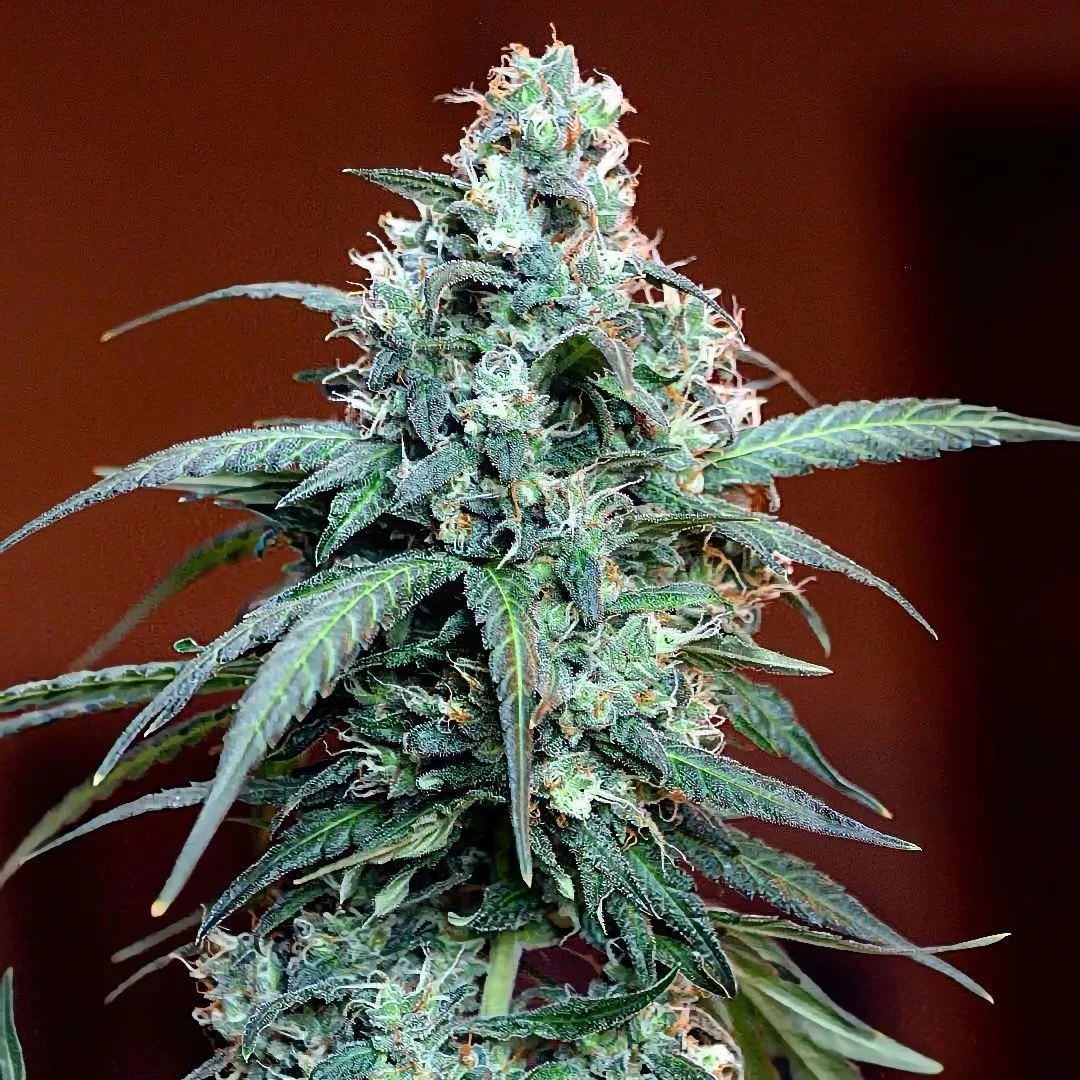 Auto Massassin – Critical Mass Collective – Autoflowering