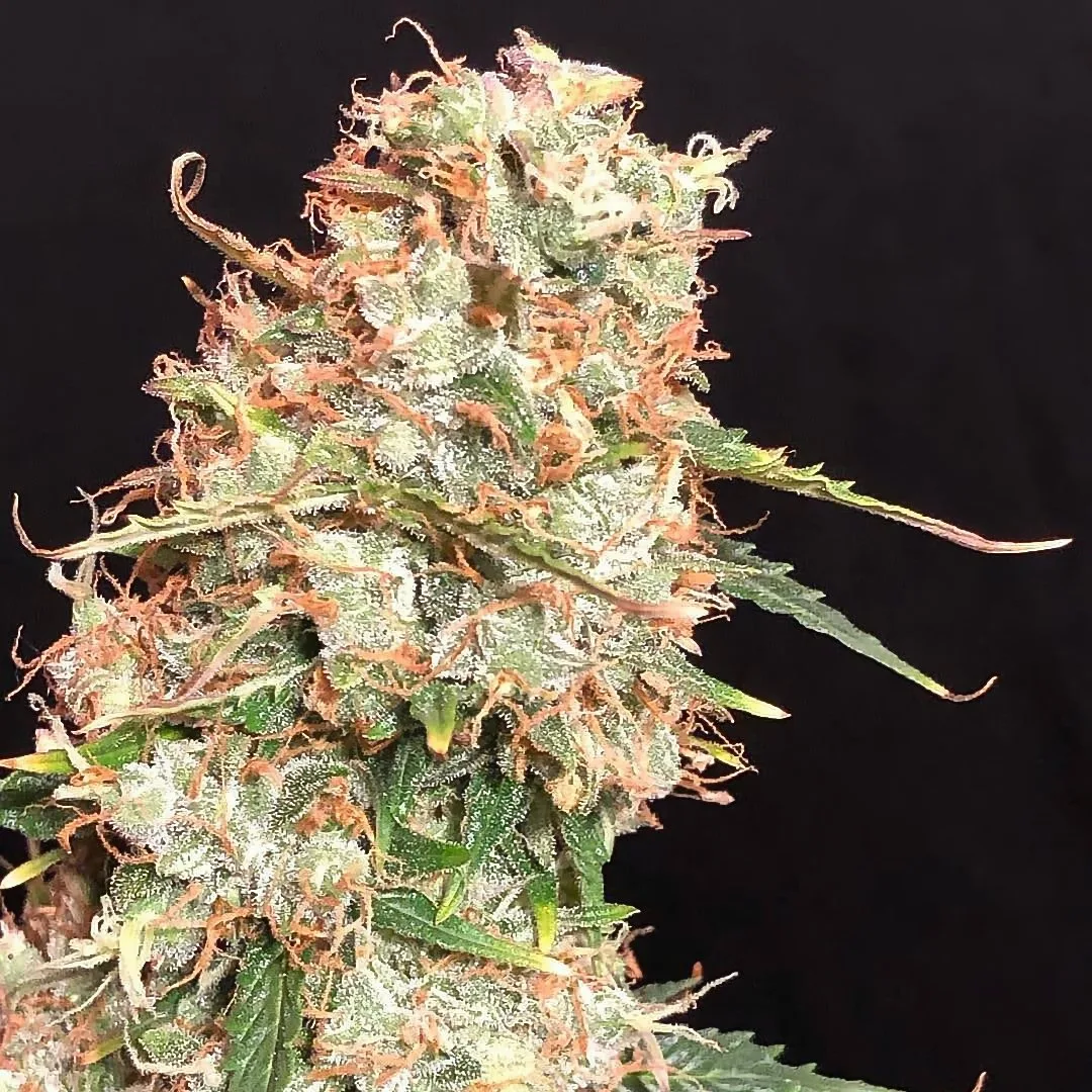 Auto Masszar – Critical Mass Collective – Autoflowering