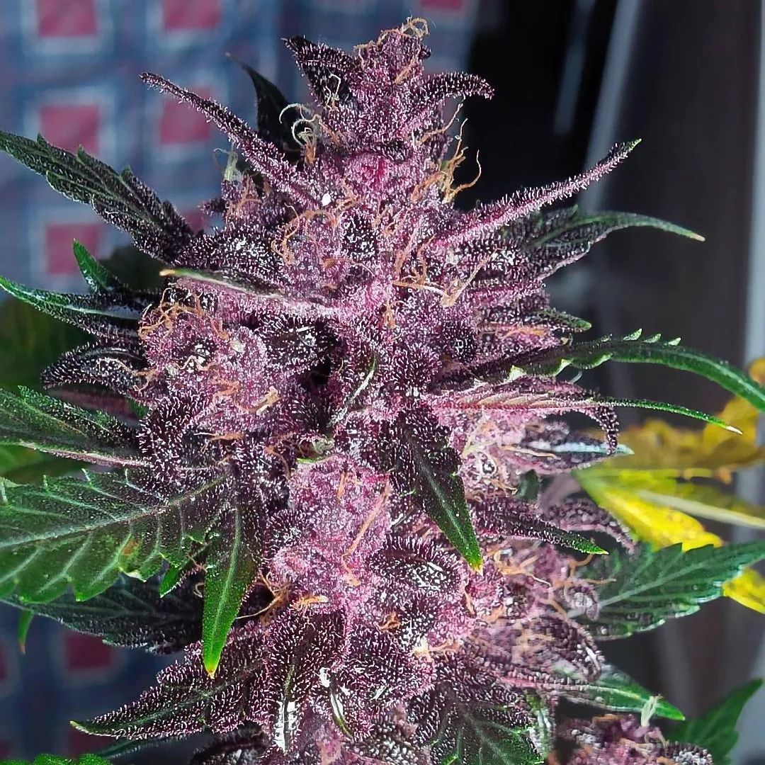 Auto Mendo Mass – Critical Mass Collective – Autoflowering