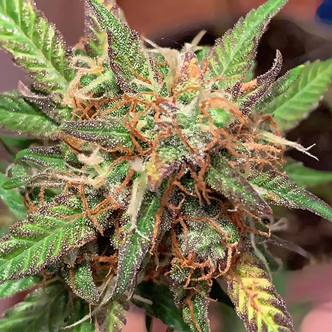 Auto Sour Melon Mass – Critical Mass Collective – Autoflowering