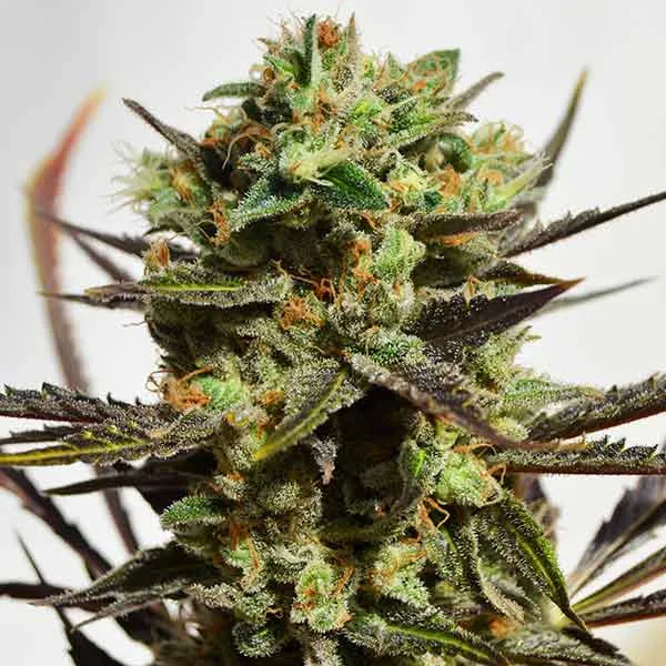 Delicious Candy – Delicious Seeds – Feminized