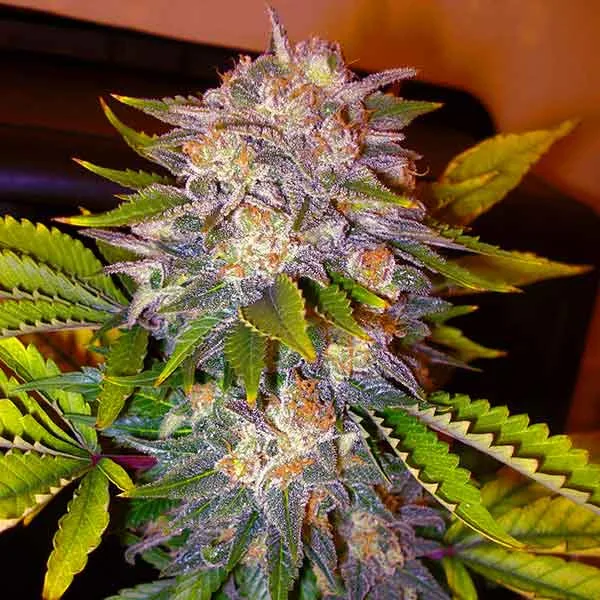 Delicious Caramelo – Delicious Seeds – Feminized