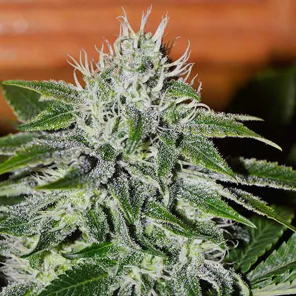 Delicious Critical Jack Herer – Delicious Seeds – Feminized