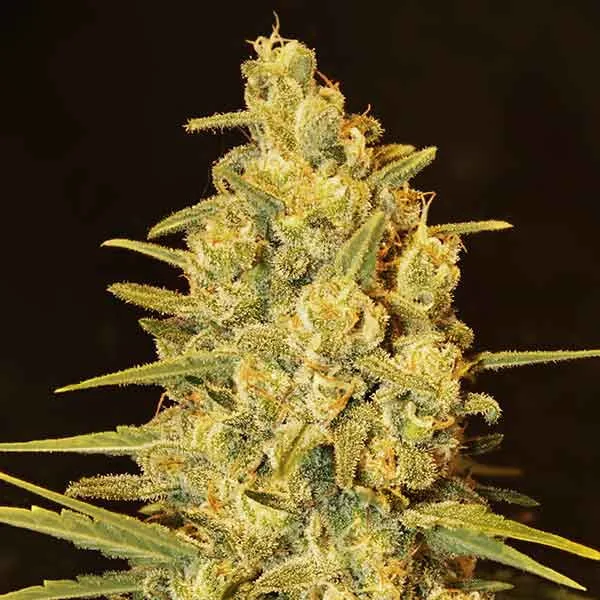 Delicious Critical Sensi Star – Delicious Seeds – Feminized