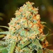 Delicious Critical Super Silver Haze – Delicious Seeds – Feminized