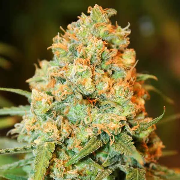 Delicious Critical Super Silver Haze – Delicious Seeds – Feminized