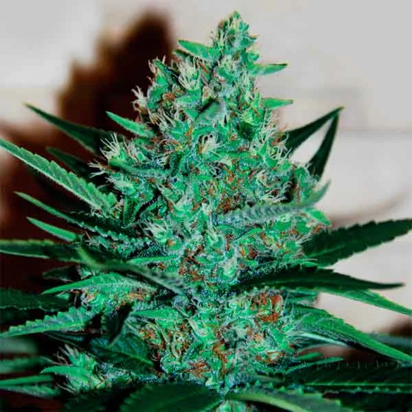 Delicious Fruity Chronic Juice – Delicious Seeds – Feminized