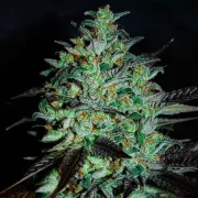 Delicious Marmalate – Delicious Seeds – Feminized
