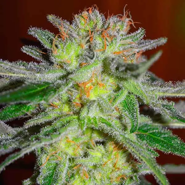 Delicious Northern Light Blue – Delicious Seeds – Feminized