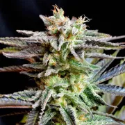 Delicious Sugar Black Rose – Delicious Seeds – Feminized