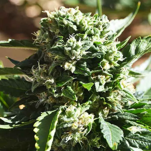 Il Diavolo Auto – Delicious Seeds – Autoflowering