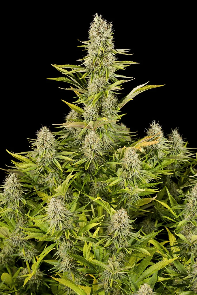 Amnesia Kush – DinaFem Seeds – Feminized