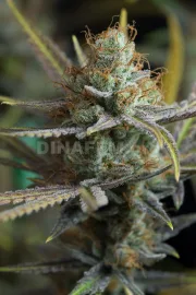 Amnesia Kush – DinaFem Seeds – Feminized