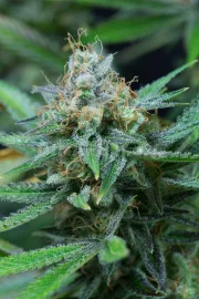 Amnesia Kush – DinaFem Seeds – Feminized