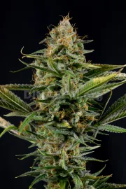 Amnesia Kush – DinaFem Seeds – Feminized