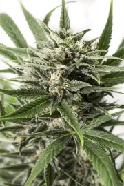 Blue Amnesia XXL Auto – DinaFem Seeds – Autoflowering