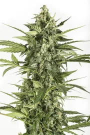 Blue Cheese Auto – DinaFem Seeds – Autoflowering