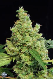 Blue Hash – DinaFem Seeds – Feminized