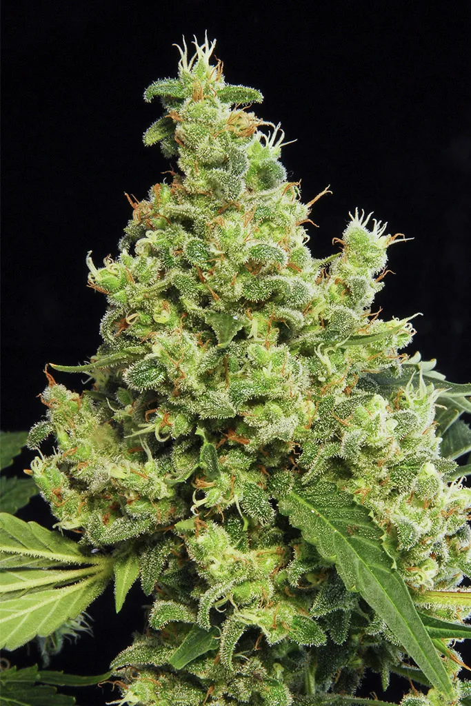 Blue Hash – DinaFem Seeds – Feminized